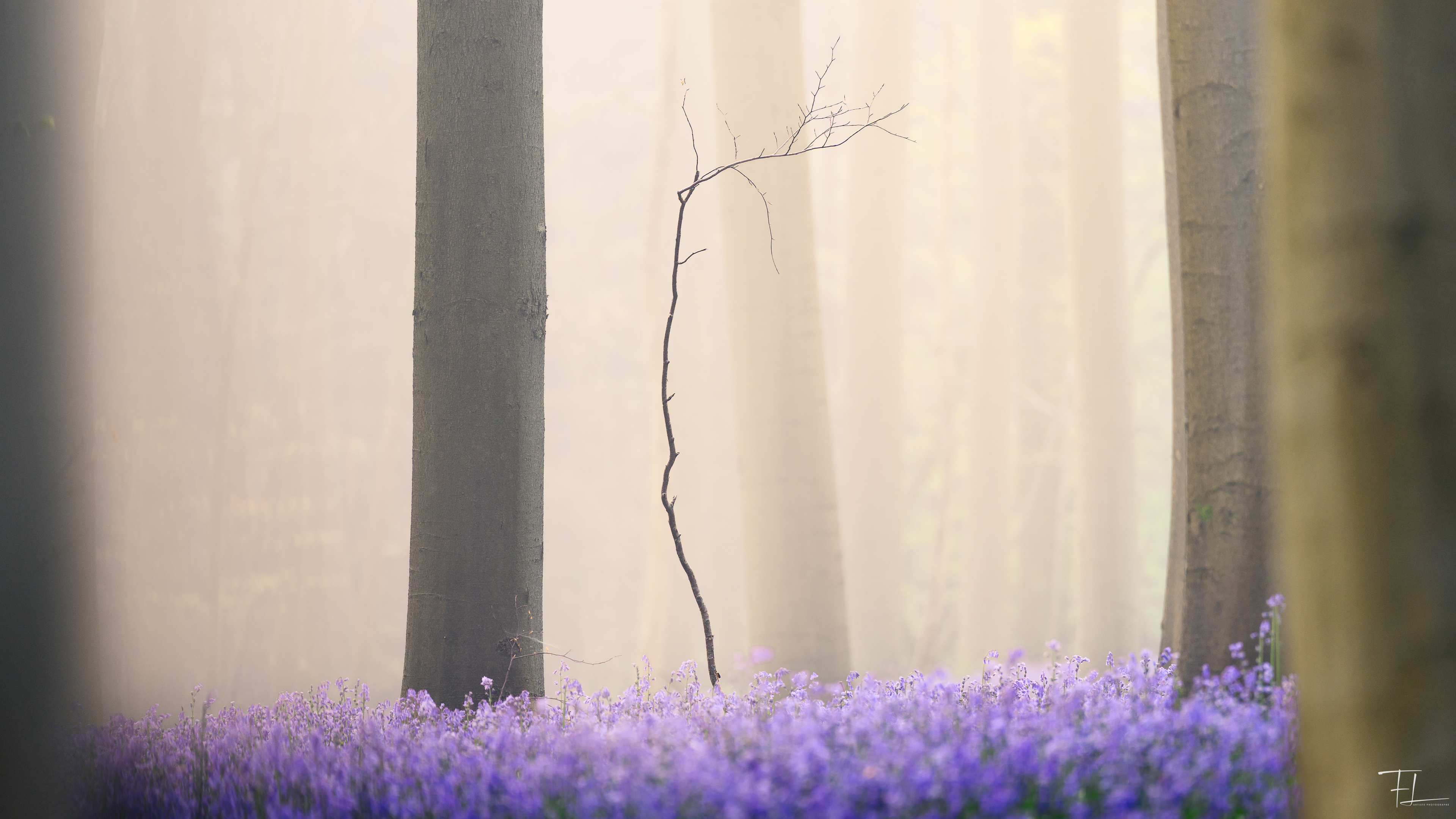 Quand la brume s'illumine
